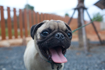 pug in play