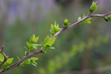 Branch