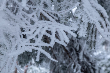 Nature with Frost-covered spruce tree branch on Winter scene, Frosted pine branches around Shinhotaka Ropeway (Shin-Hotaka) area, Cable car station during snowing in Takayama, Gifu, Japan