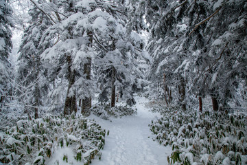 Nature with Frost-covered spruce tree branch on Winter scene, Frosted pine branches around Shinhotaka Ropeway (Shin-Hotaka) area, Cable car station during snowing in Takayama, Gifu, Japan