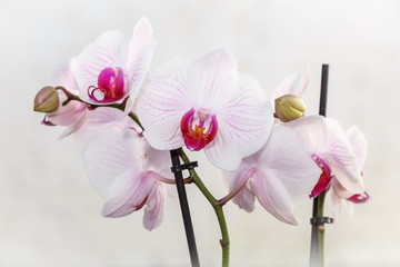 Flores blancas con tonos rosa y púrpura. Orquídea phalaenopsis. Orquídea mariposa.