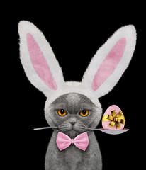 Pretty cat with rabbit ears and easter egg. Isolated on black