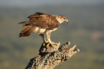 A Bonelli's Eagle catches its territory 