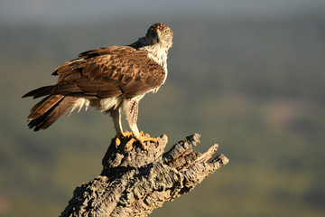 A Bonelli's Eagle catches its territory 