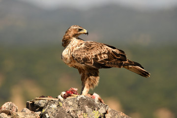 A Bonelli's Eagle catches its territory with prey