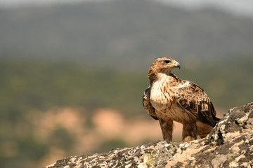 A Bonelli's Eagle catches its territory with prey
