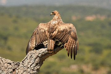 A Bonelli's Eagle catches its territory with prey