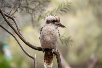 Frontal view of kookaburra looking sideways 