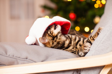 Fototapeta na wymiar Small bengal kitten play with Santa hat on the chair