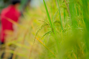 Closeup paddy rice gain