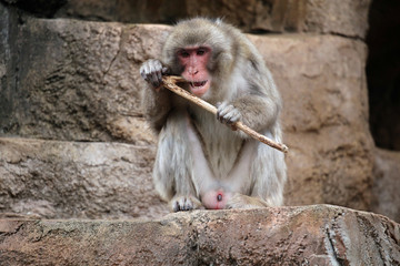 動物園の日本猿