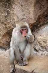 動物園の日本猿