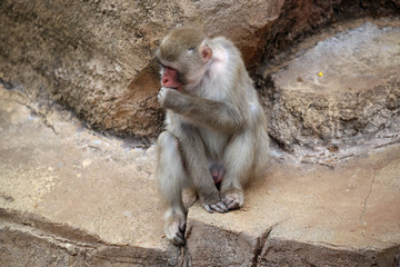 動物園の日本猿