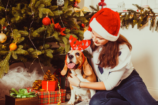 female Beagle dog with teenage girl under the christmas tree