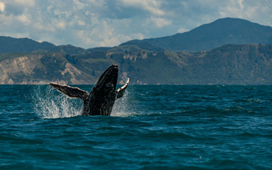A Humpback Whale Joyfully Breaches in New Zealand