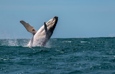 A Humpback Whale Joyfully Breaches in New Zealand