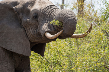 Elephant with ivory tusks in tack, (Loxodonta africana) eating green vegatation in Kruger National Park, South Africa