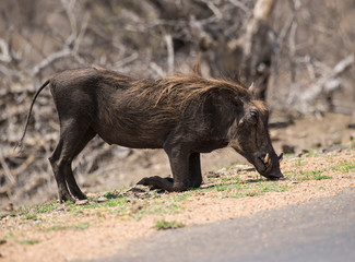 Single Warthog ( Phacochoerus africanus ) kneeling with tusks visible, eating grass. Kruger National Park, South Africa