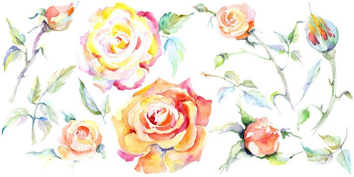 Orange rose. Floral botanical flower. Isolated rose illustration element.