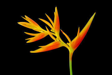 Ornamental flowers : Heliconia ( Heliconia x nickeriensis) A great heliconia for cut flowers, a hybrid between Heliconia marginalia and H. psittacorum. Isolated on black background.