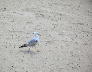 Fototapeta premium A seagull walks on the sand.