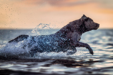 Chocolate Labrador running at the sea