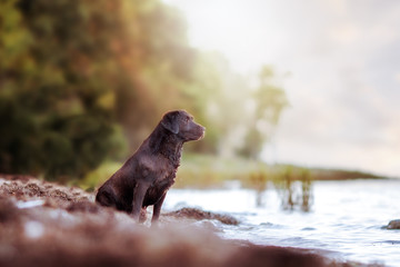 Chocolate Labrador at the sea