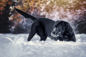 Black Labrador in Winter