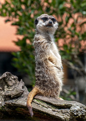 Suricatos perros de la pradera áfrica peludo rata ratón hocico 