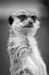 Fototapeta premium Suricatos perros de la pradera áfrica peludo rata ratón hocico 