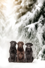 Chocolate & Black Labrador in Winter