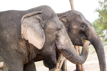 Fototapeta premium Elephant