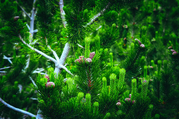 Fototapeta na wymiar Green pine tree brunches backdrop. Abstract evergreen natural background.