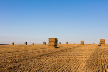 Freshly farmed hay on a field