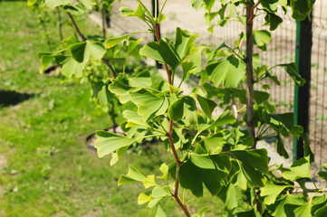 Ginkgo biloba trees saplings in the house garden