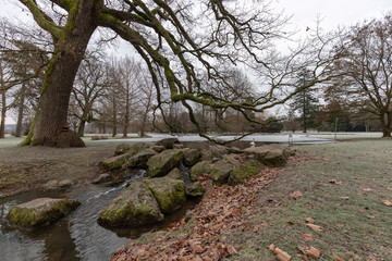 Teich mit Schwan in einem Park