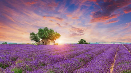 Deurstickers Lavendelveld - Valensole, Frankrijk © Igor