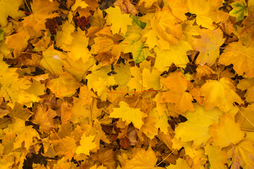 Field of maple leaves. Autumn carpet. Trees threw off foliage.