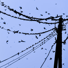 Silhouettes of swallows on wires. at sunset wire and swallows