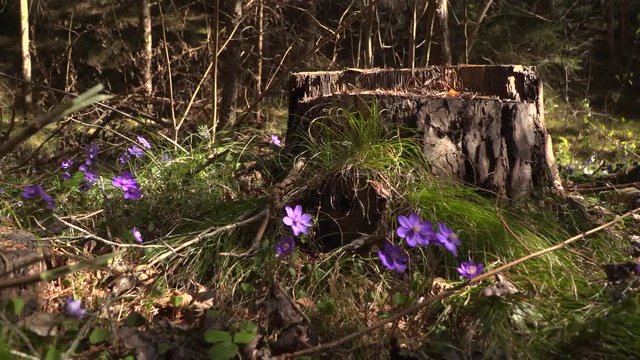 Leberbl&uuml;mchen im Wald