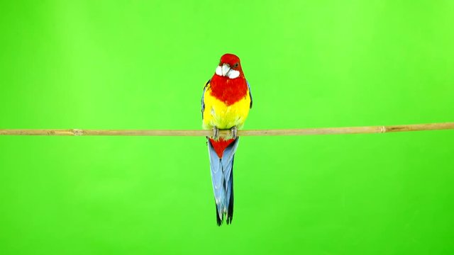 Rosella parrot on a stick on a green screen.