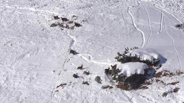 G&auml;msen im Winter - Alpen