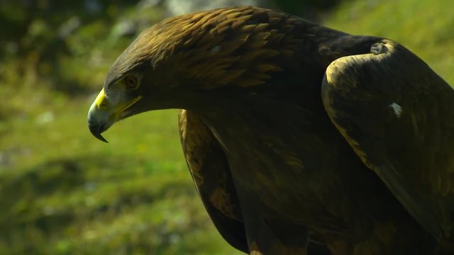 Adler vor Abflug - Alpen