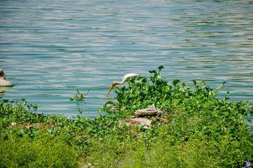 The big bird a heron on the lake in Sri Lanka Asia
