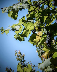 green leaves of a tree with grapes