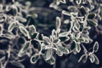 frozen branches 