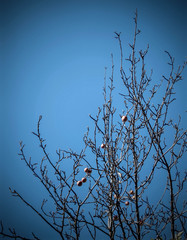 silhouette of a tree
