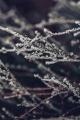 frozen branches