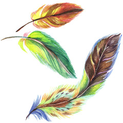 Colorful feathers. Watercolour drawing fashion aquarelle isolated. Isolated feather illustration element.