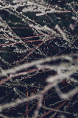 frozen branches